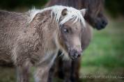 Superbe pouliche shetland robe rare : mushroom