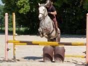 Poney / cheval de sport ou de loisir hongre
