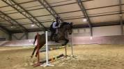 à vendre poney 9 ans cso