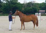 Hongre new forest 3 ans