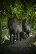 Ponette shetland + hongre (vendus par paire)