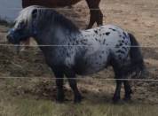 Mini appaloosa entier