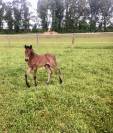 Foal pfs par dexter leam pondi 