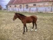 Foal par usandro tilia derleen /aron n