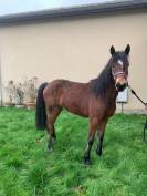 A vendre poney connemara femelle de trois ans