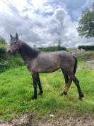 A vendre poney connemara femelle de trois ans