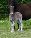 Poulain shetland pp black silver 