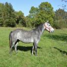 Beau poney 140 cm